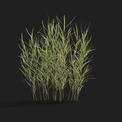 Maxtree-Plants Vol21 Pogonatherum crinitum 01 05 