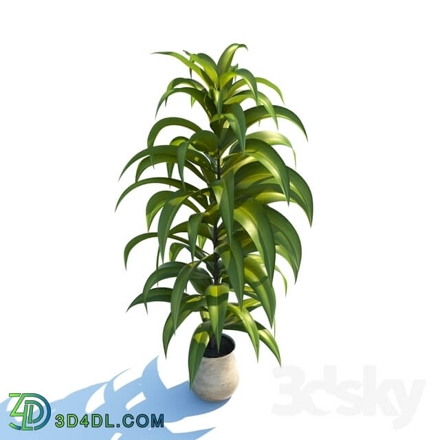 Indoor - plant 01