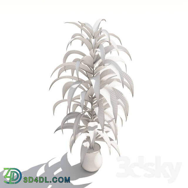 Indoor - plant 01