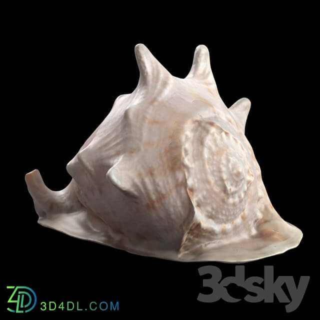 Other decorative objects - Seashell