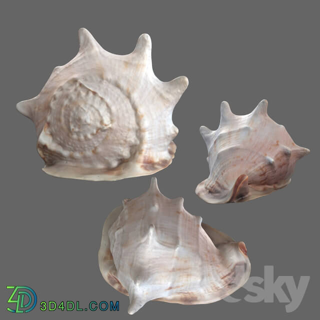 Other decorative objects - Seashell