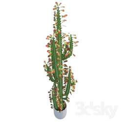 Plant - Euphorbia Trigona _Euphorbia trigona_ 
