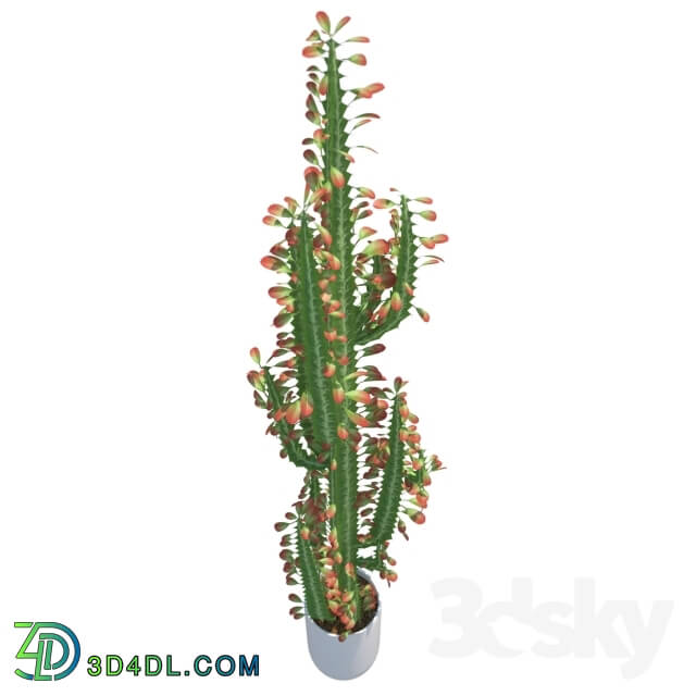 Plant - Euphorbia Trigona _Euphorbia trigona_