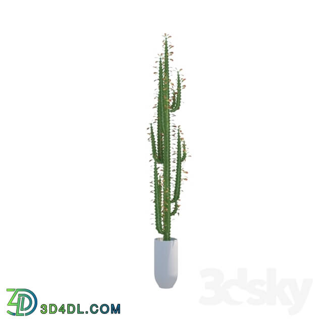 Plant - Euphorbia Trigona _Euphorbia trigona_