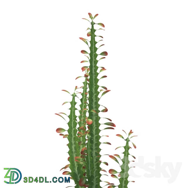 Plant - Euphorbia Trigona _Euphorbia trigona_