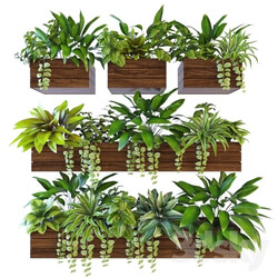 Plant - Plants on the wall _ 2 
