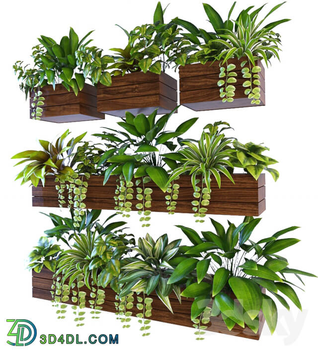 Plant - Plants on the wall _ 2