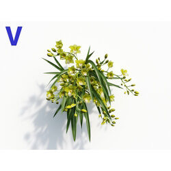 Maxtree-Plants Vol08 Orchid Cymbidium Green 04 