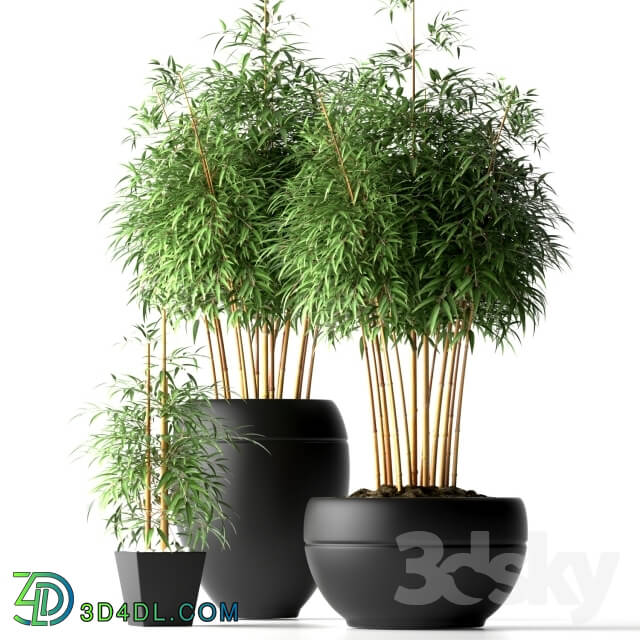 Plant - BAMBOO PLANTS 18