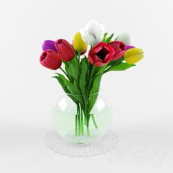 Plant - Tulips _Tulips_ 