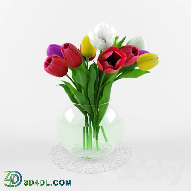 Plant - Tulips _Tulips_