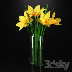 Plant - Daffodils in a glass vase 