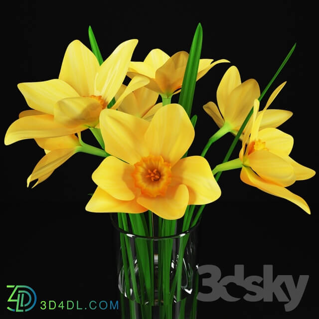 Plant - Daffodils in a glass vase