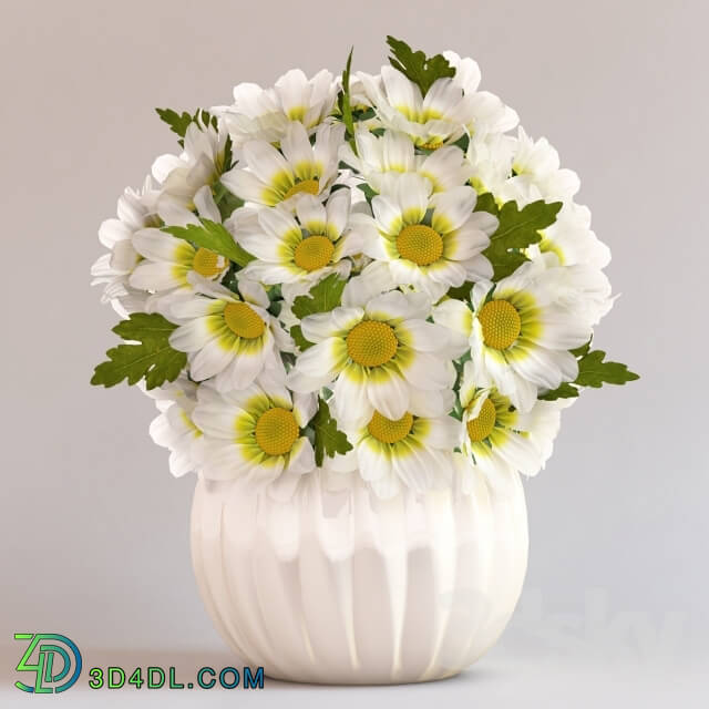 Plant - Chrysanthemums in a vase