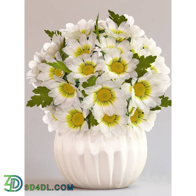 Plant - Chrysanthemums in a vase