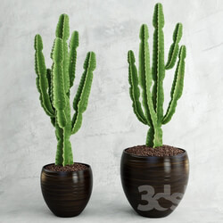 Plant - Cactus _ Euphorbia ingens 