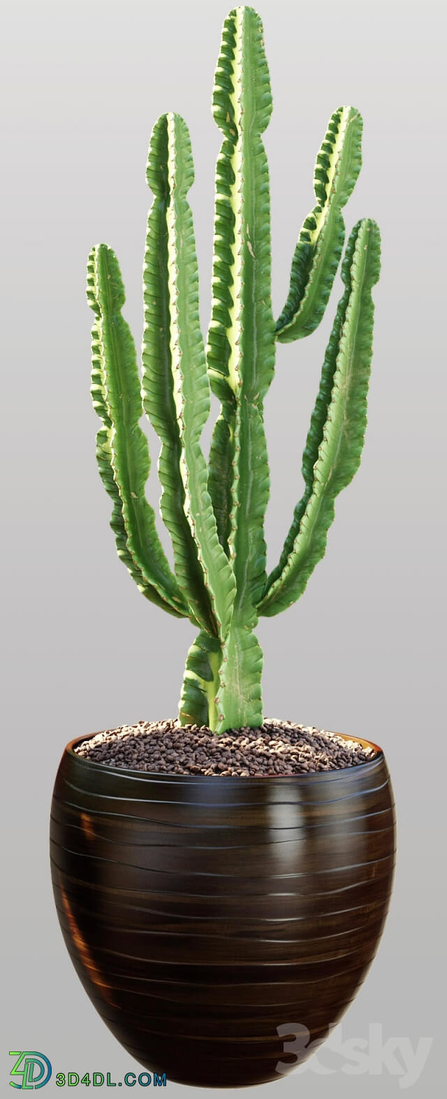 Plant - Cactus _ Euphorbia ingens