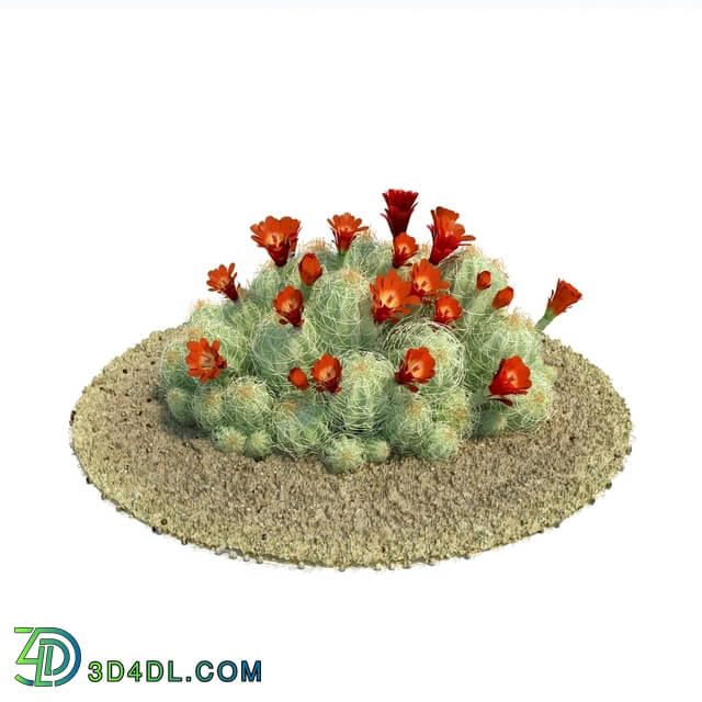 ArchModels Vol61 (057) echinocereus triglochidiatus