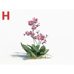 Maxtree-Plants Vol08 Orchid Phalaenopsis Pink 01 
