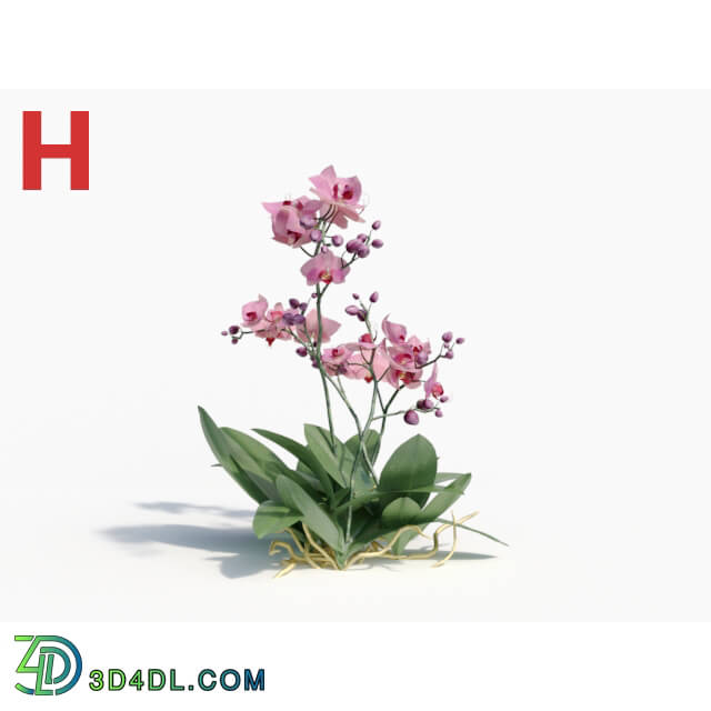 Maxtree-Plants Vol08 Orchid Phalaenopsis Pink 01
