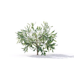 Maxtree-Plants Vol19 Olea europaea 01 01 