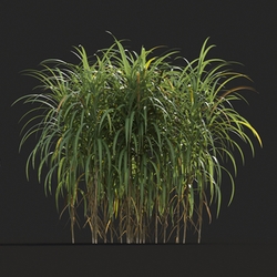 Maxtree-Plants Vol20 Miscanthus giganteus 01 08 