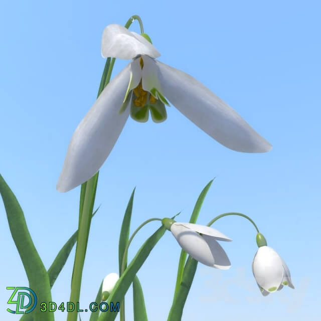 Plant - Snowdrops _6 types_