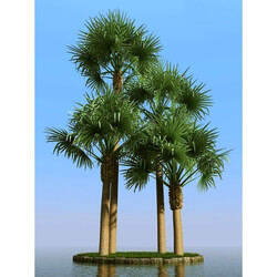 3dMentor HQPalms-03 (05) bismarckia palm 