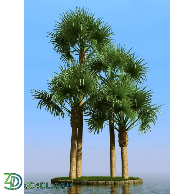 3dMentor HQPalms-03 (05) bismarckia palm