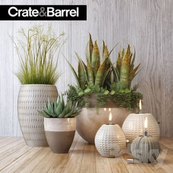 Plant - Crate_Barrel plant set 