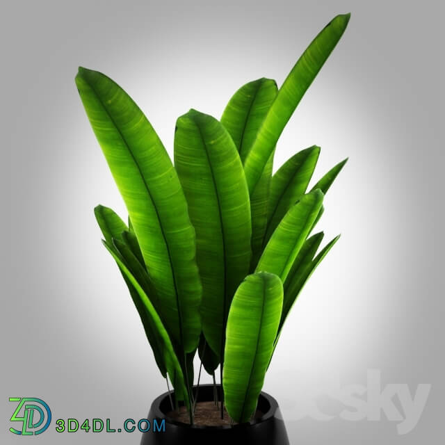 Plant - Indoor banana tree