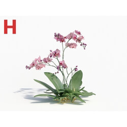 Maxtree-Plants Vol08 Orchid Phalaenopsis Pink 02 