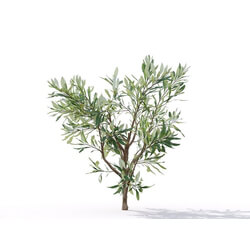 Maxtree-Plants Vol19 Olea europaea 01 02 