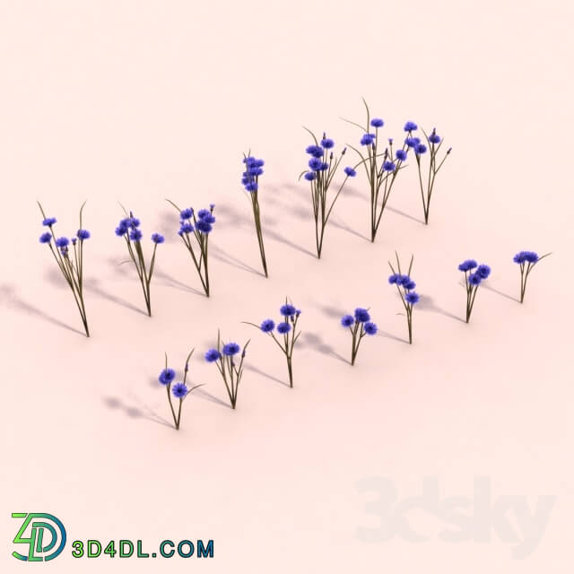 Plant - Cornflower_ Cornflowers.