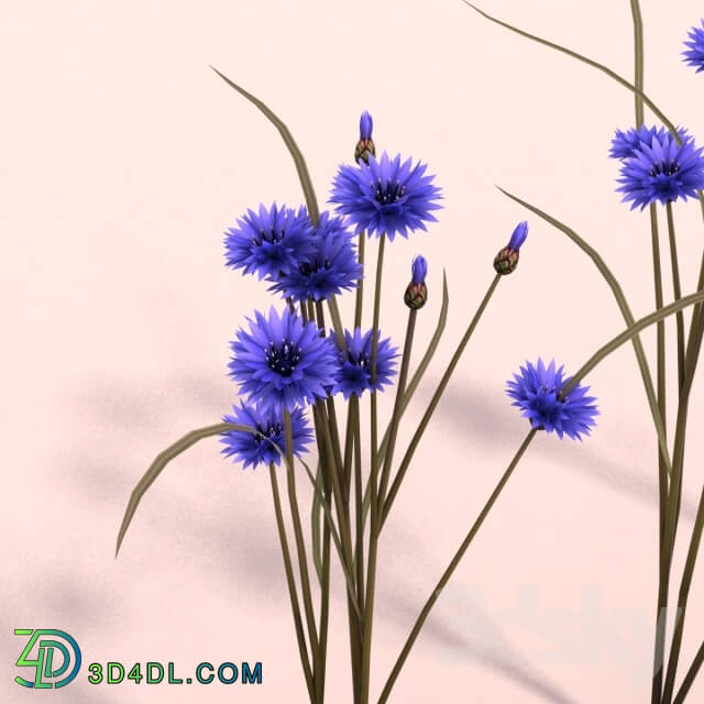 Plant - Cornflower_ Cornflowers.