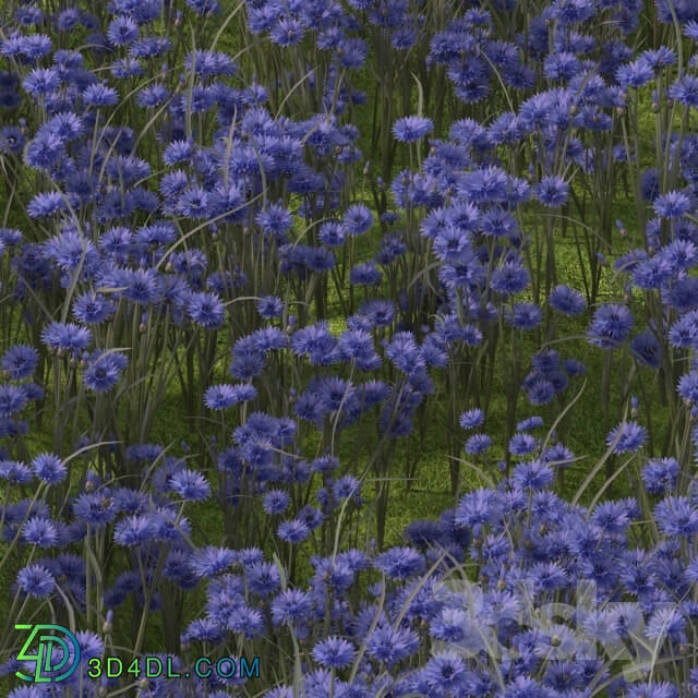 Plant - Cornflower_ Cornflowers.