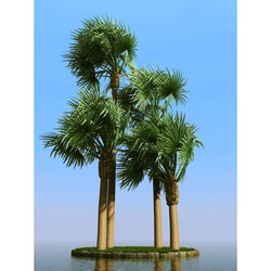 3dMentor HQPalms-03 (06) bismarckia palm wind 