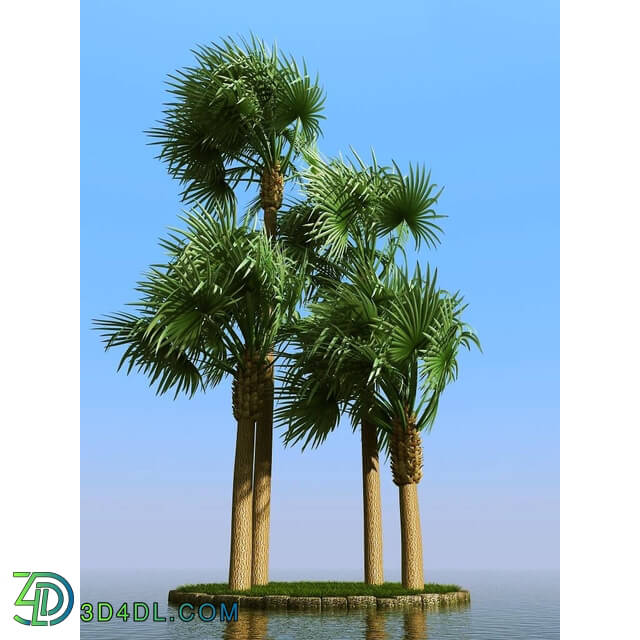 3dMentor HQPalms-03 (06) bismarckia palm wind