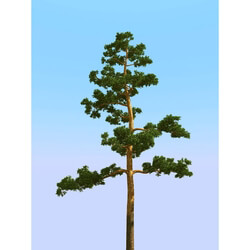 3dMentor HQPlants-02 (129) pine 3 