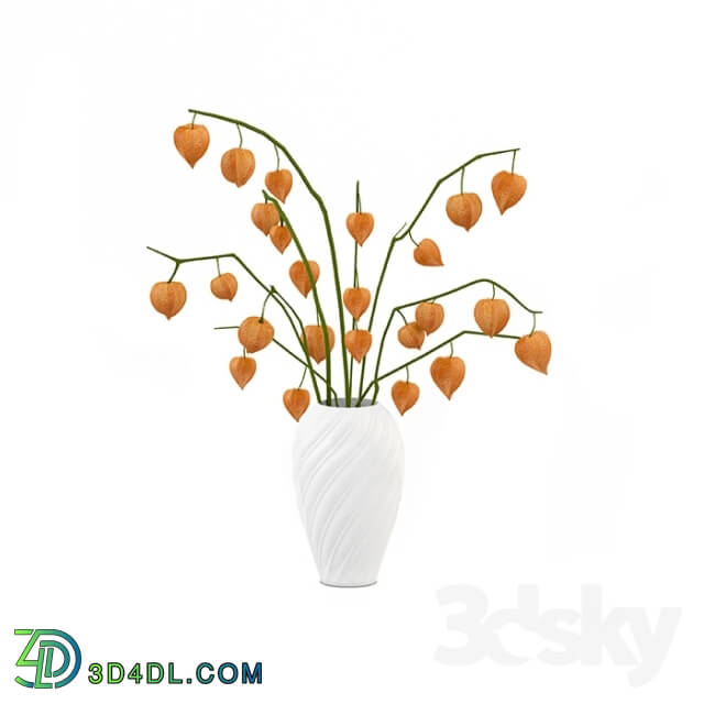 Plant - Bouquet Physalis