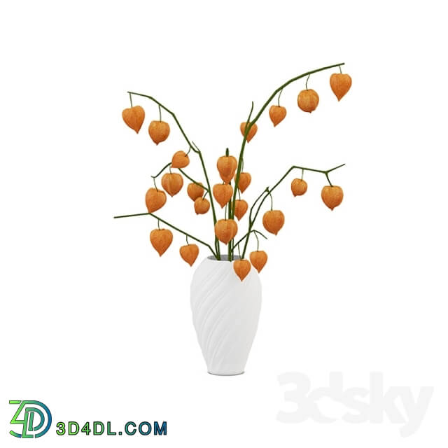 Plant - Bouquet Physalis