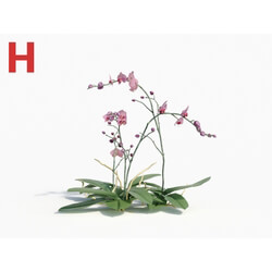 Maxtree-Plants Vol08 Orchid Phalaenopsis Pink 03 