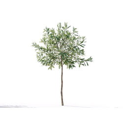 Maxtree-Plants Vol19 Olea europaea 01 03 