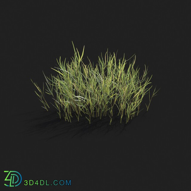 Maxtree-Plants Vol21 Pogonatherum crinitum 01 08