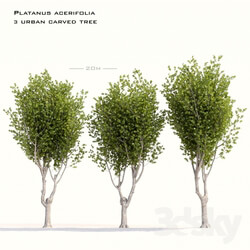 Plant - Platanus acerifolia - 3 urban carved tree 20m 