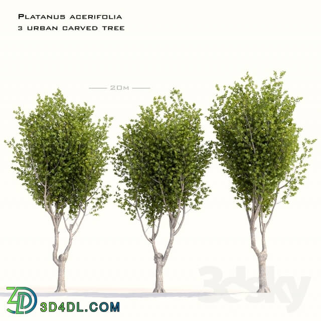 Plant - Platanus acerifolia - 3 urban carved tree 20m