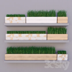 Plant - Grass in a box 