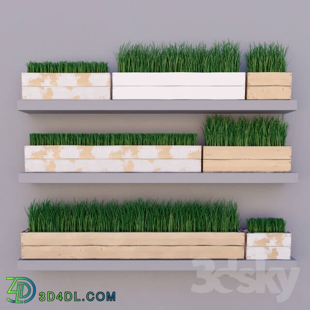 Plant - Grass in a box