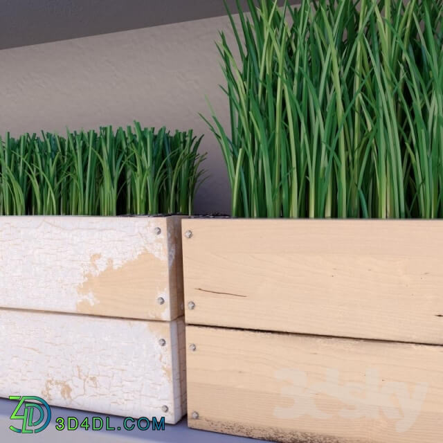 Plant - Grass in a box