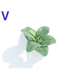 Maxtree-Plants Vol04 Fittonia albivenis 04 